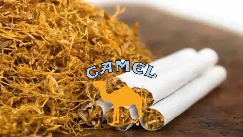 Camel Tütün Grubu Zirveye Tırmandı