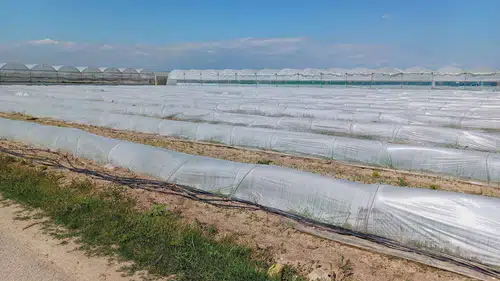 "Marulları Koyunlara Yedirdi" Denmişti: Mersin’deki Olaya Bakanlıktan açıklama