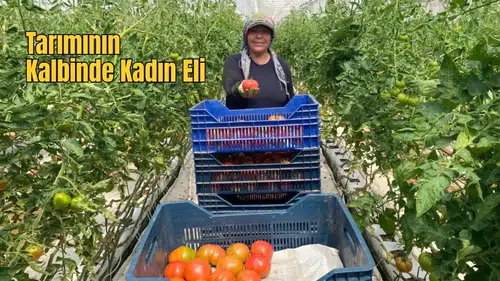 Aksu’da 370 Bin Tonluk Rekoltede Kadın İmzası
