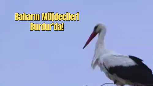Yarıköy’ün Bahar Misafirleri Geldi: Leylekler Yuvalarına Döndü