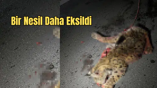 Burdur’da Üzücü Olay: Koruma Altındaki Vaşak Telef Oldu