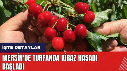 Mersin'de turfanda kiraz hasadı başladı