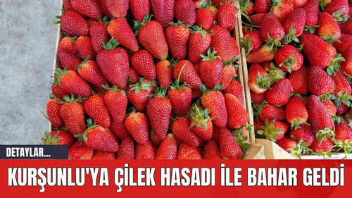 Kurşunlu'ya Çilek Hasadı İle Bahar Geldi