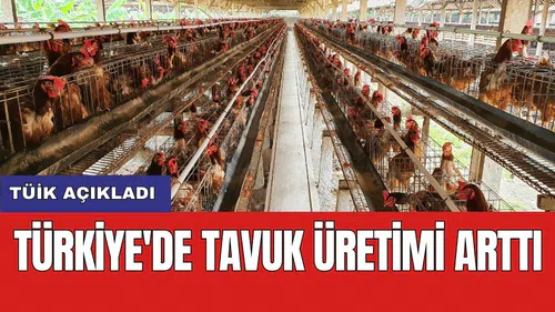 TÜİK açıkladı: Türkiye'de tavuk üretimi arttı
