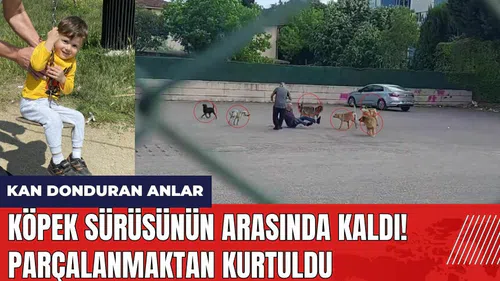 Parçalanmaktan kurtuldu! 10 köpeğin saldırısına uğradı