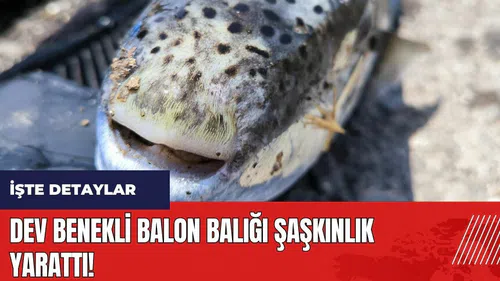 Mersin'de dev benekli balon balığı şaşkınlık yarattı!
