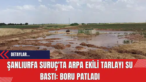 Şanlıurfa Suruç'ta Arpa Ekili Tarlayı Su Bastı: Boru Patladı