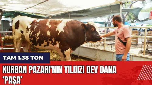 Kurban Pazarı'nın yıldızı dev dana 'Paşa'