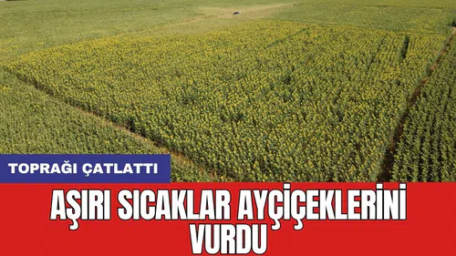 Aşırı sıcaklar ayçiçeklerini vurdu