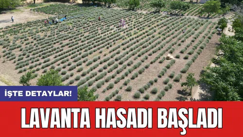 Lavanta hasadı başladı