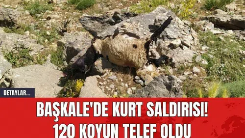 Başkale'de Kurt Saldırısı! 120 Koyun Telef Oldu