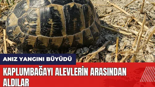 Hatay'da alevlerin arasında kalan kaplumbağayı böyle kurtardılar