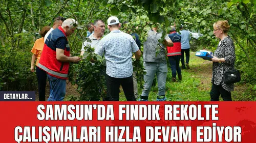 Samsun’da Fındık Rekolte Çalışmaları Hızla Devam Ediyor