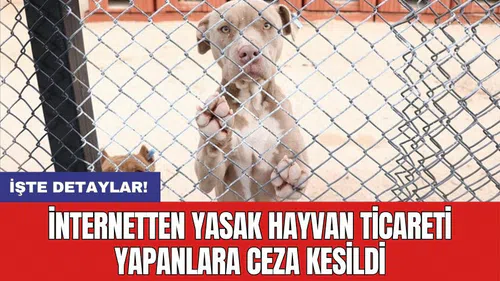 İnternetten yasak hayvan ticareti yapanlara ceza kesildi