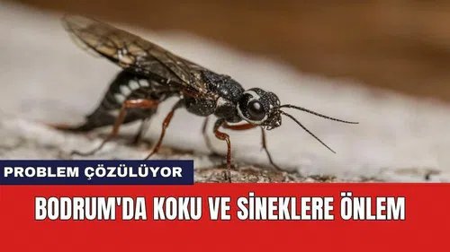 Bodrum'da koku ve sineklere önlem