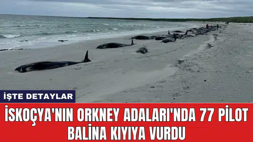 İskoçya'nın Orkney Adaları'nda 77 Pilot Balina kıyıya vurdu