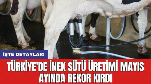Türkiye'de inek sütü üretimi mayıs ayında rekor kırdı