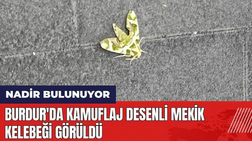 Burdur'da kamuflaj desenli mekik kelebeği görüldü