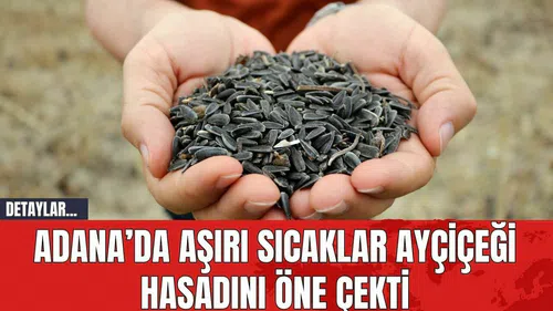 Adana’da Aşırı Sıcaklar Ayçiçeği Hasadını Öne Çekti