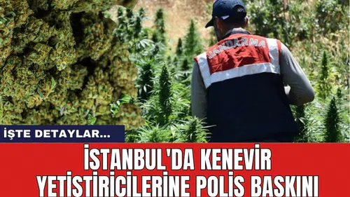 İstanbul'da kenevir yetiştiricilerine polis baskını