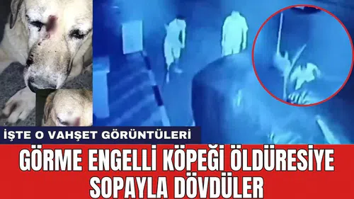 İzmir'de vahş*t! Görme engelli köpek öld*resiye dövüldü