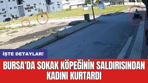Bursa'da sokak köpeğinin saldırısından kadını kurtardı