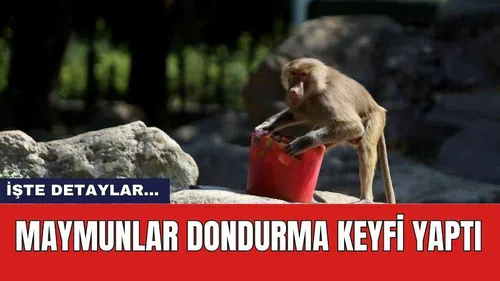 Maymunlar dondurma keyfi yaptı
