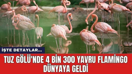 Tuz Gölü'nde 4 Bin 300 yavru flamingo Dünyaya geldi