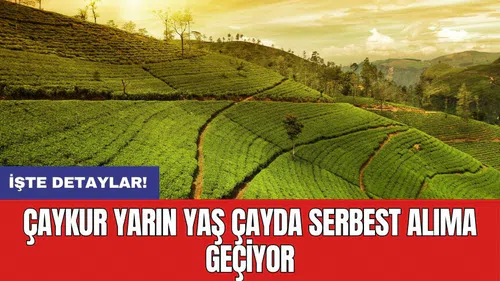ÇAYKUR yarın yaş çayda serbest alıma geçiyor