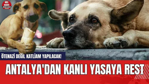 Ötenazi değil katliam yapılacak! Antalya'dan kanlı yasaya rest