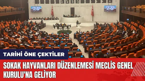 Sokak hayvanları düzenlemesi Meclis Genel Kurulu'na geliyor! İşte tarihi