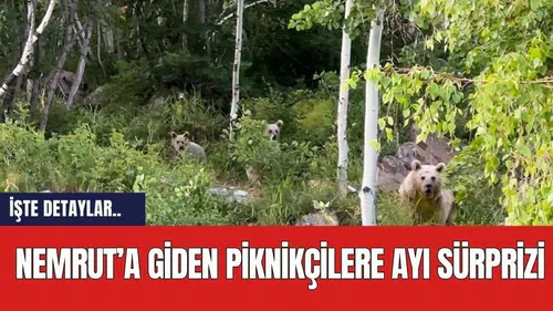 Nemrut’a giden piknikçilere ayı sürprizi