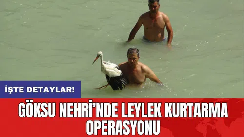 Göksu Nehri’nde leylek kurtarma operasyonu