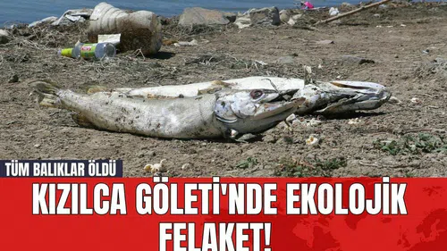 Kızılca Göleti'nde Ekolojik Felaket! Tüm Balıklar Öldü