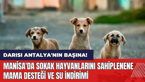 Darısı Antalya'nın başına! Manisa'da sokak hayvanlarını sahiplenenlere mama desteği ve su indirimi