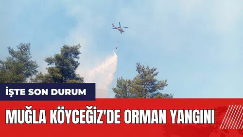 Muğla Köyceğiz'de orman yangını