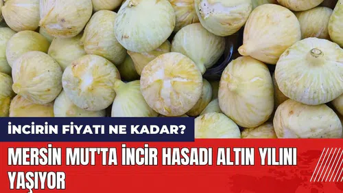 Mersin Mut'ta incir hasadı altın yılını yaşıyor