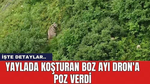 Yaylada Koşturan Boz Ayı Dron'a Poz Verdi