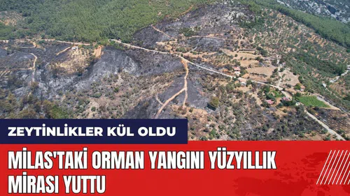 Milas'taki orman yangını yüzyıllık mirası yuttu
