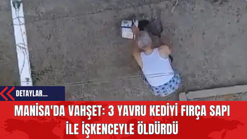 Manisa'da Vahşet: 3 Yavru Kediyi Fırça Sapı İle İşkenceyle Öldürdü