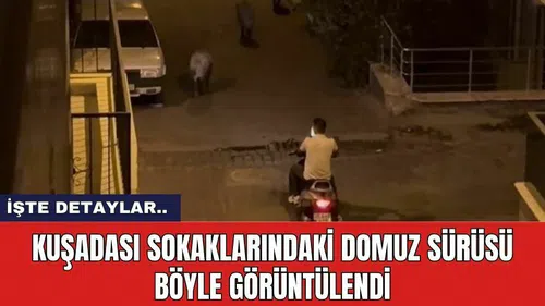 Kuşadası sokaklarındaki domuz sürüsü böyle görüntülendi