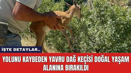 Yolunu kaybeden yavru dağ keçisi doğal yaşam alanına bırakıldı