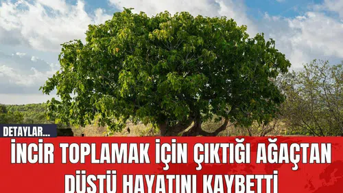 İncir Toplamak İçin Çıktığı Ağaçtan Düştü Hayatını Kaybetti