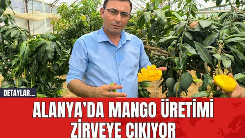 Alanya’da Mango Üretimi Zirveye Çıkıyor