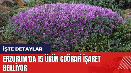 Erzurum'da 15 ürün coğrafi işaret bekliyor
