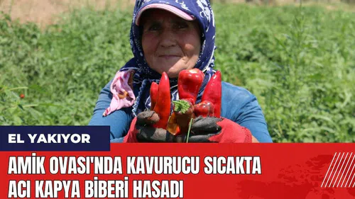 Amik Ovası'nda kavurucu sıcakta acı kapya biberi hasadı