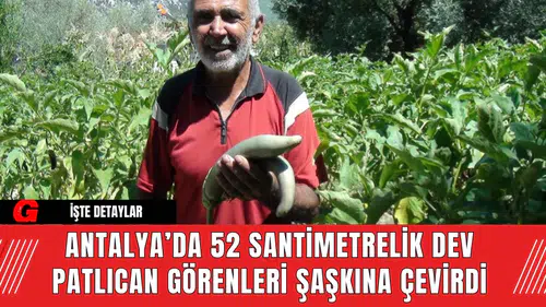 Antalya’da 52 Santimetrelik Dev Patlıcan Görenleri Şaşkına Çevirdi