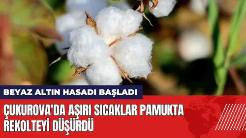 Çukurova'da beyaz altın hasadı başladı: aşırı sıcaklar pamukta rekolteyi düşürdü