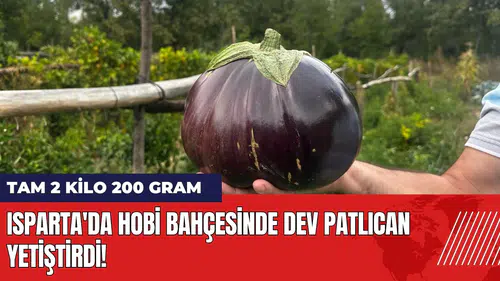 Isparta'da hobi bahçesinde dev patlıcan yetiştirdi!