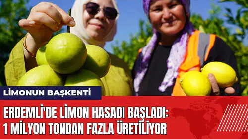 Erdemli'de limon hasadı başladı: 1 milyon tondan fazla üretiliyor